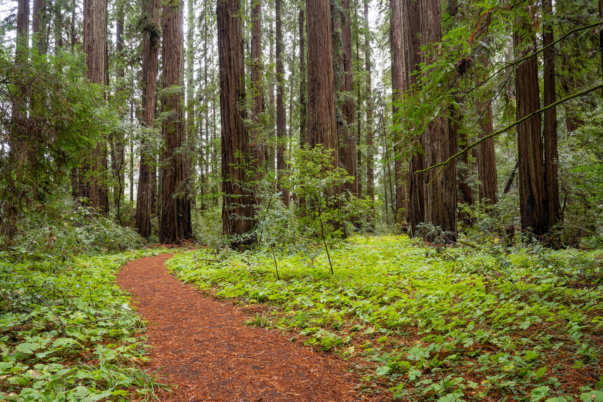 Redwood trees and path at Hendy Woods