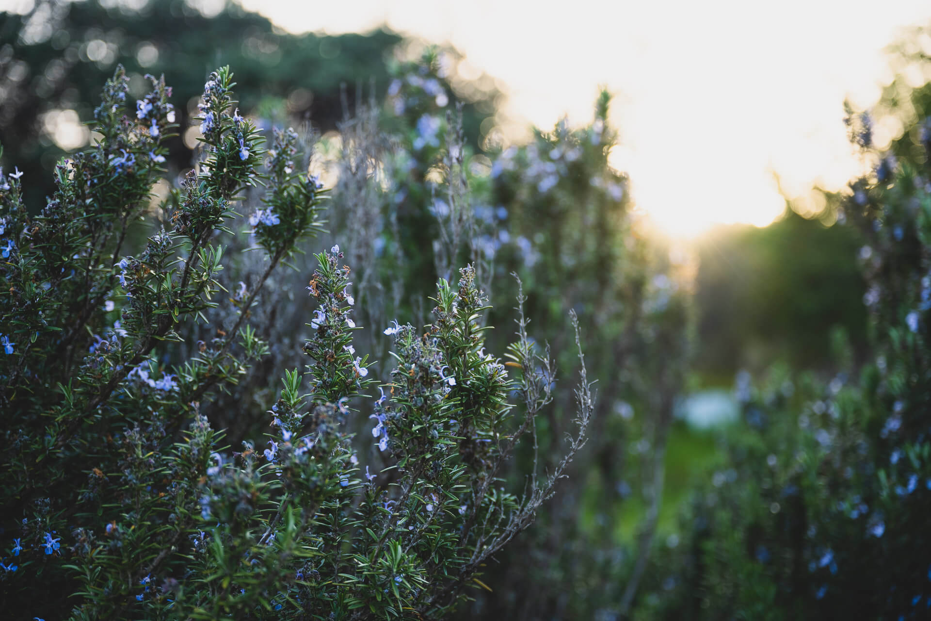 Rosemary plant during sunset at Stoney Bottom Inn and Weddings in Boonville